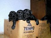 Flat coated retriever Flat coated retriever